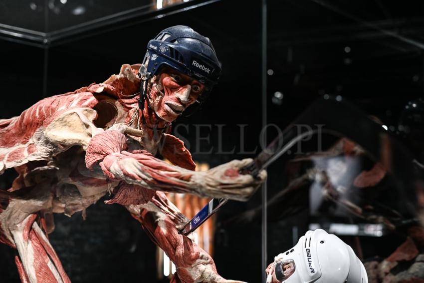 Wystawa Body Worlds w Gdańsku