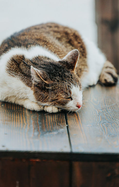 Jak długo twój kot może być sam? sprawdź, jak przygotować go na twoją nieobecność