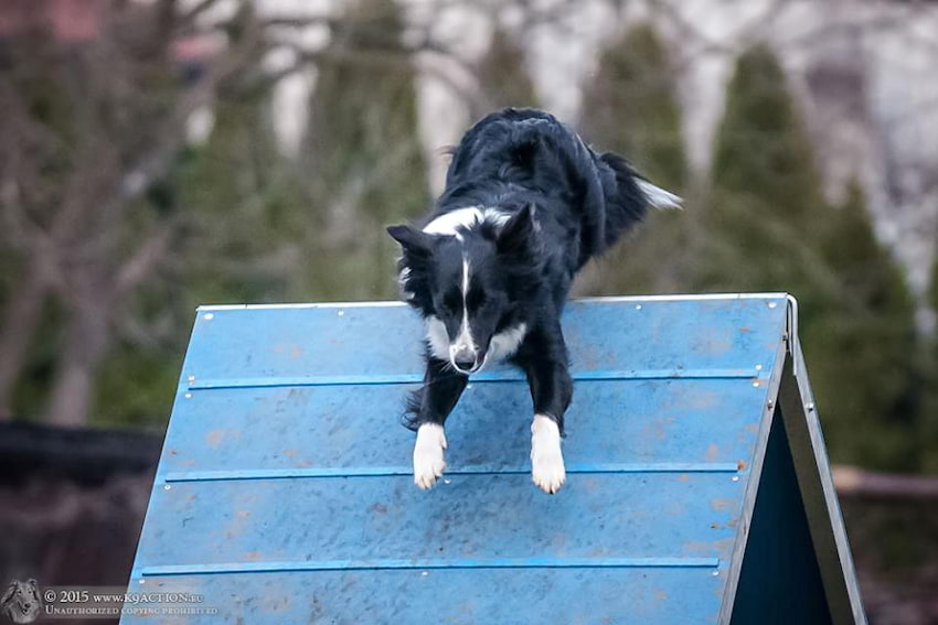 Wielka Partynicka - O złotą podkowę, kwalifikacje Mistrzostw Świata Agility