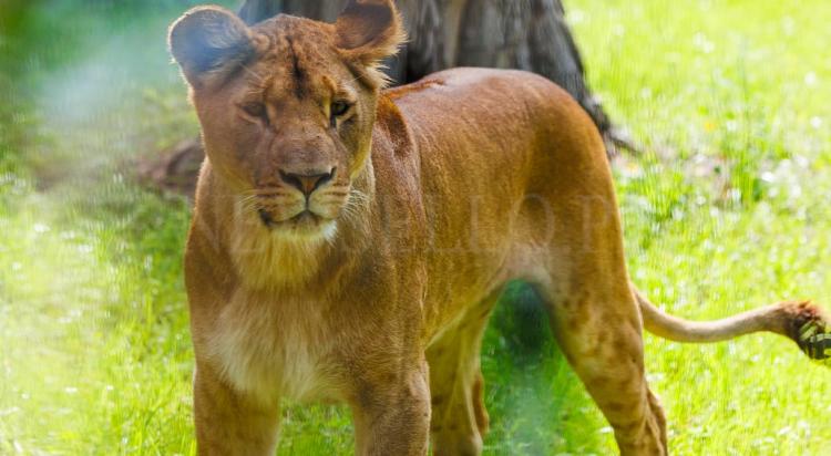 Nowa Lwiarnia we wrocławskim ZOO