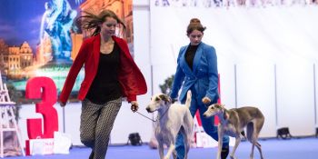 Wystawa psów w Poznaniu 2022