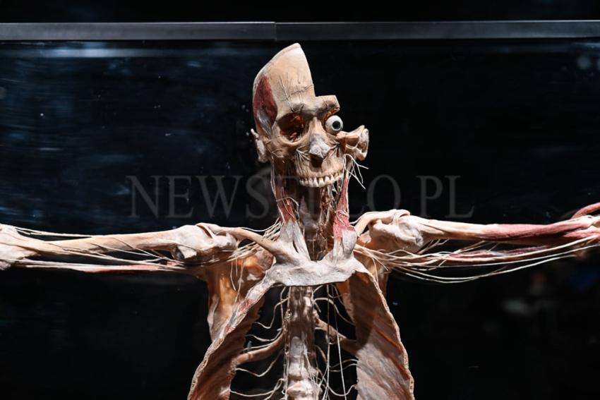 Wystawa Body Worlds w Gdańsku