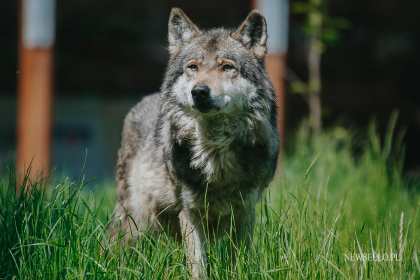 Z wilkami w Zoo Wrocław