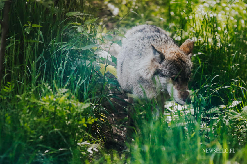 Z wilkami w Zoo Wrocław