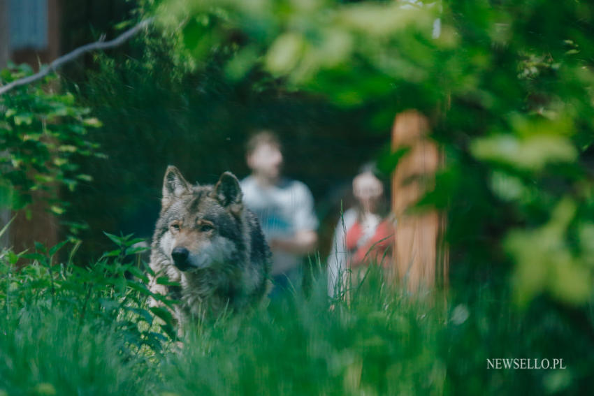 Z wilkami w Zoo Wrocław