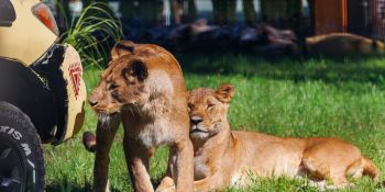 Nowa Lwiarnia we wrocławskim ZOO