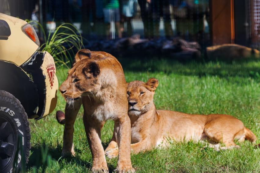 Nowa Lwiarnia we wrocławskim ZOO