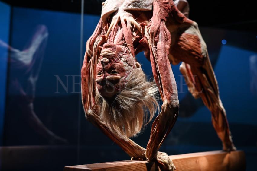 Wystawa Body Worlds w Gdańsku