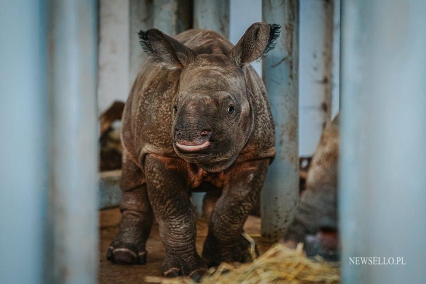 Uroczyste nadanie imienia nosorożcowi indyjskiemu we Wrocławiu