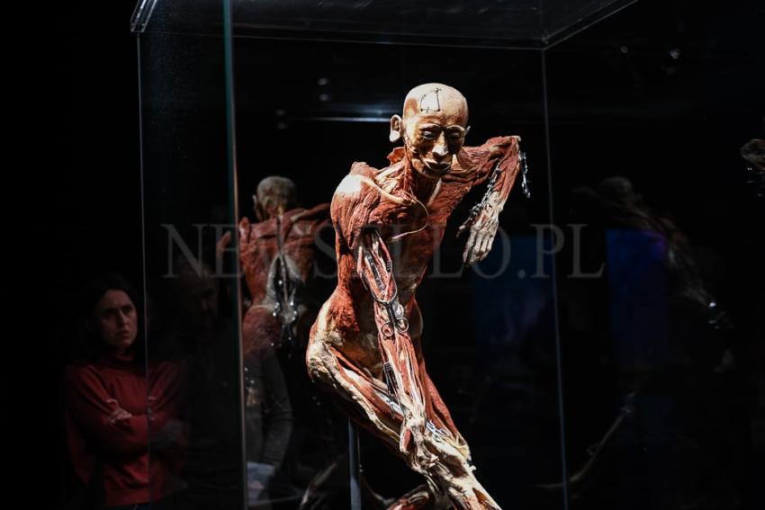 Wystawa Body Worlds w Gdańsku