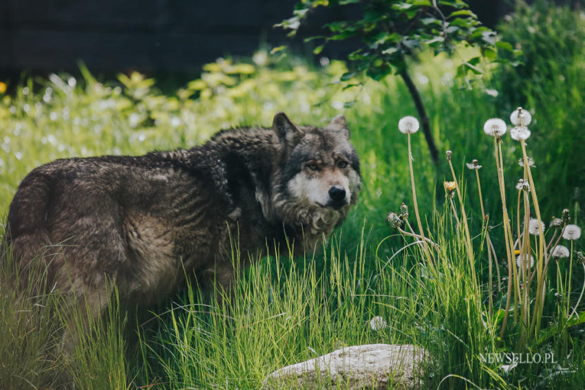 Z wilkami w Zoo Wrocław