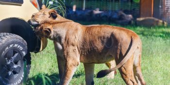 Nowa Lwiarnia we wrocławskim ZOO