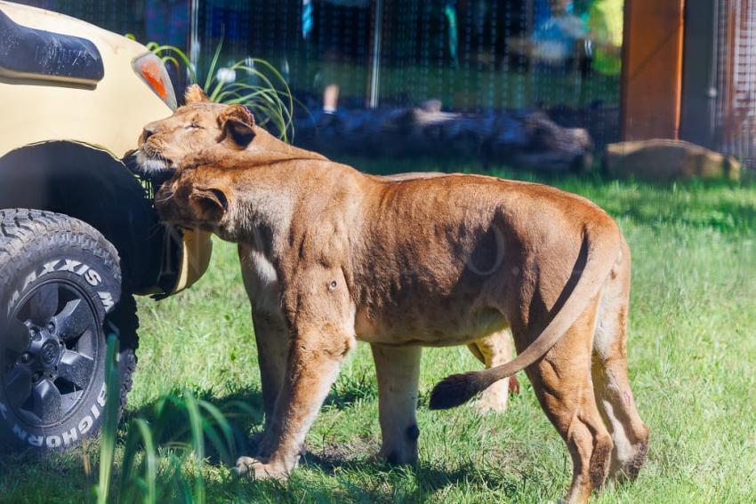 Nowa Lwiarnia we wrocławskim ZOO