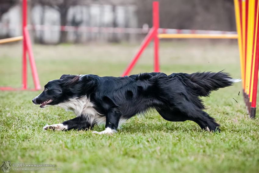 Wielka Partynicka - O złotą podkowę, kwalifikacje Mistrzostw Świata Agility