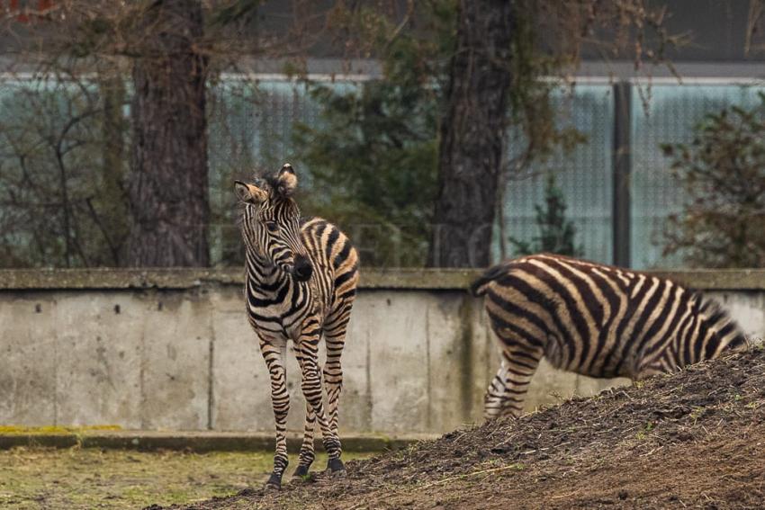 Ogierek zebry Chapmana we wrocławskim ZOO